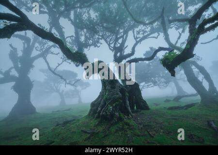 Mystische verdrehte Lorbeerbäume im Foggy Fanal Forest auf Madeira Stockfoto