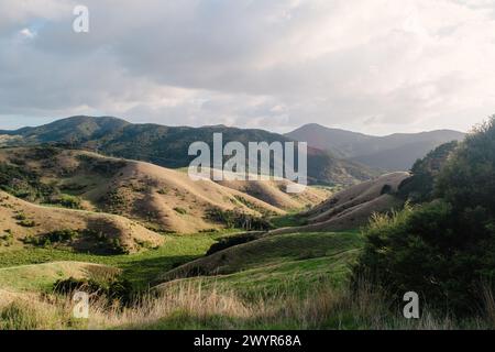 Hügel in Neuseeland Stockfoto