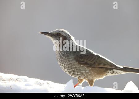 Der braune Bulbul (Hypsipetes amaurotis amaurotis) ist ein mittelgroßer Bulbul, der in Ostasien beheimatet ist. Dieses Foto wurde in Nagano Pref, Japan, aufgenommen. Stockfoto