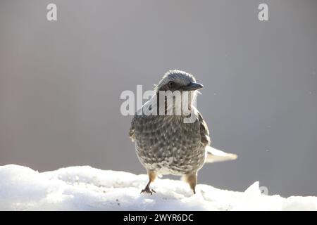 Der braune Bulbul (Hypsipetes amaurotis amaurotis) ist ein mittelgroßer Bulbul, der in Ostasien beheimatet ist. Dieses Foto wurde in Nagano Pref, Japan, aufgenommen. Stockfoto