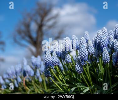 Traubenhyazinthe Muscari armeniacum Manon Blumen, fotografiert im Frühling im Wisley Garden, Surrey, Großbritannien. Stockfoto