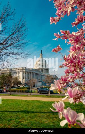 Blütenfrühling in Washington DC. Kapitolgebäude im Frühling. USA Kongress, Washington D.C. Stockfoto