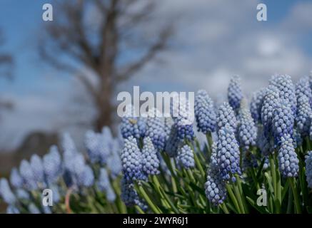 Traubenhyazinthe Muscari armeniacum Manon Blumen, fotografiert im Frühling im Wisley Garden, Surrey, Großbritannien. Stockfoto