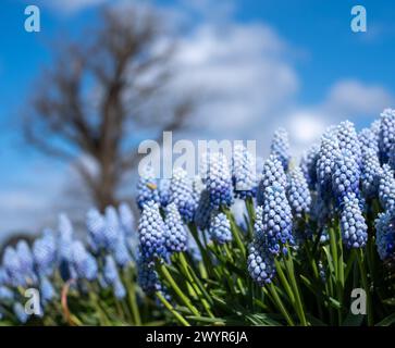 Traubenhyazinthe Muscari armeniacum Manon Blumen, fotografiert im Frühling im Wisley Garden, Surrey, Großbritannien. Stockfoto