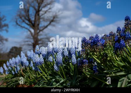 Traubenhyazinthe Muscari armeniacum Manon Blumen, fotografiert im Frühling im Wisley Garden, Surrey, Großbritannien. Stockfoto