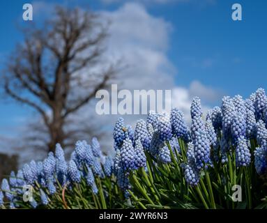 Traubenhyazinthe Muscari armeniacum Manon Blumen, fotografiert im Frühling im Wisley Garden, Surrey, Großbritannien. Stockfoto