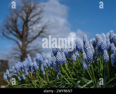 Traubenhyazinthe Muscari armeniacum Manon Blumen, fotografiert im Frühling im Wisley Garden, Surrey, Großbritannien. Stockfoto