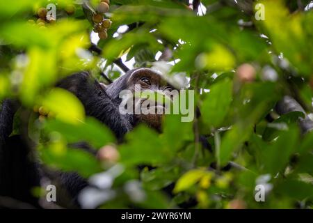 Ausgewachsene Schimpansen, Pan troglodytes, in den Baumkronen, gesehen durch eine Pause im dichten Regenwald-Unterholz. Kibale National Park, Uganda. Stockfoto