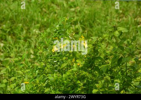 Szene ein Feld mit Gemüse und einige Pflanzen auch Reis. Sehr breit, so weit das Auge die Pflanzen sehen kann. Befindet sich in Wonosobo, Indonesien. Kein Peop Stockfoto