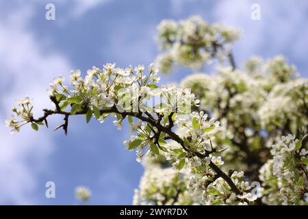 Natur 08.04.2024, Ostramondra, weisse Blueten einer Birne *** Natur 08 04 2024, Ostramondra, weiße Birnenblüten Stockfoto