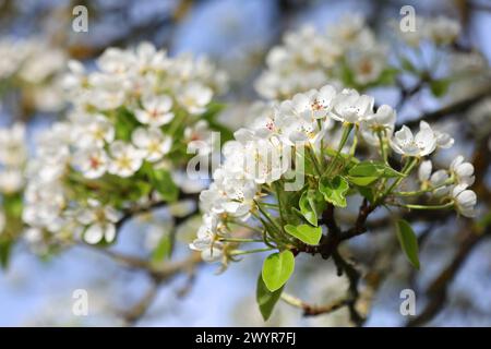 Natur 08.04.2024, Ostramondra, weisse Blueten einer Birne *** Natur 08 04 2024, Ostramondra, weiße Birnenblüten Stockfoto