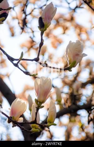 magnolia soulangeana in voller Blüte. Wunderschöner Natur Hintergrund mit rosa Blumen im Frühling an einem sonnigen Tag Stockfoto