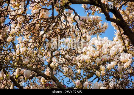 magnolia soulangeana in voller Blüte im Morgenlicht. Schöner Naturhintergrund mit weißen Blumen vor blauem Himmel im Frühling Stockfoto