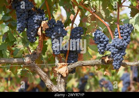 Weinberge, Tempranillo, in der Nähe von Laguardia, Rioja Alavesa, Araba, Baskenland, Spanien. Stockfoto