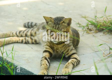Nah an einer Katze, die sich in den Büschen versteckte. Scheinbar Angst davor, von der Kamera angefahren zu werden, blickt er auf die Kamera, nur für den Fall. Stockfoto