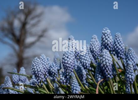 Traubenhyazinthe Muscari armeniacum Manon Blumen, fotografiert im Frühling im Wisley Garden, Surrey, Großbritannien. Stockfoto