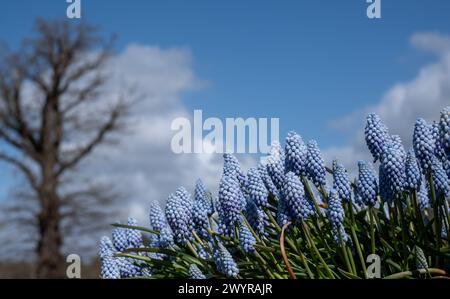 Traubenhyazinthe Muscari armeniacum Manon Blumen, fotografiert im Frühling im Wisley Garden, Surrey, Großbritannien. Stockfoto