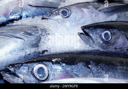 Thunfisch auf dem Fischmarkt. Getaria. Guipuzcoa. Baskenland. Spanien. Stockfoto
