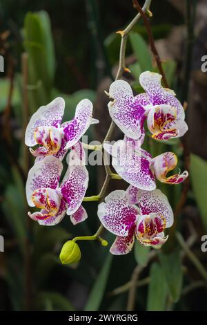 Nahaufnahme der farbenfrohen lila rosa gesprenkelten weißen Blumen von phalaenopsis orchideenhybride aka Mottenorchidee, die draußen im tropischen Garten blühen Stockfoto