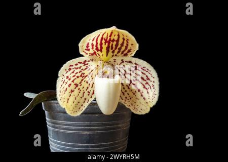 Nahaufnahme der cremeweißen und purpurroten Blume der weiblichen Slipper Orchideenart paphiopedilum godefroyae leucochilum isoliert auf schwarzem Hintergrund Stockfoto