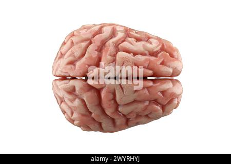 Menschliches Gehirn isoliert auf weißem Hintergrund. Denken, psychische Gesundheit, Neurologie und künstliche Intelligenz. 3D-Rendering. Stockfoto