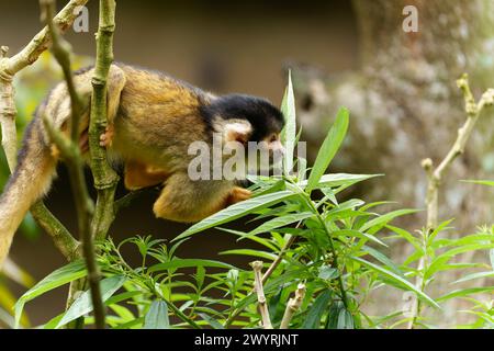 Ein Eichhörnchenaffe mit schwarzem Kappe, der auf einem Baum sitzt und neugierig im Zoo von Taipeh ist. Stockfoto