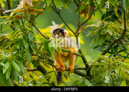 Ein Eichhörnchenaffe mit schwarzem Deckel, der auf einem Baum im Zoo von Taipei sitzt Stockfoto