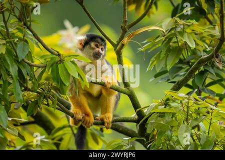 Ein Eichhörnchenaffe mit schwarzem Deckel, der auf einem Baum im Zoo von Taipei sitzt Stockfoto