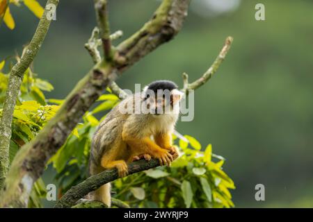 Ein Eichhörnchenaffe mit schwarzem Deckel, der auf einem Baum im Zoo von Taipei sitzt Stockfoto