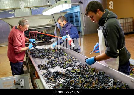 Weinauswahl, Weinkeller, Dinastia Vivanco Weingut, Briones, La Rioja, Spanien, Europa. Stockfoto