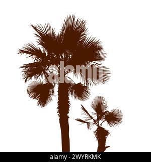 Tropische Palmen, braune Silhouetten und Konturen auf weißem Hintergrund. Handzeichnung. Nicht AI. Vektorabbildung Stock Vektor
