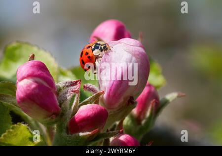 Marienkäfer auf der Knospe einer Apfelblüte - Asiatischer Marienkäfer (Harmonia axyridis) Stockfoto