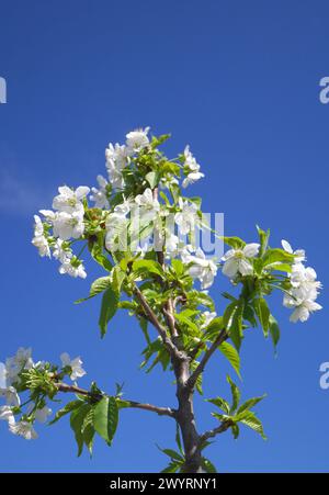 Blüte auf einem Sauerkirschbaum (Prunus cerasus), Komitat Pest, Ungarn Stockfoto