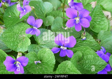 Veilchen wachsen in einem Garten, County Pest, Ungarn Stockfoto