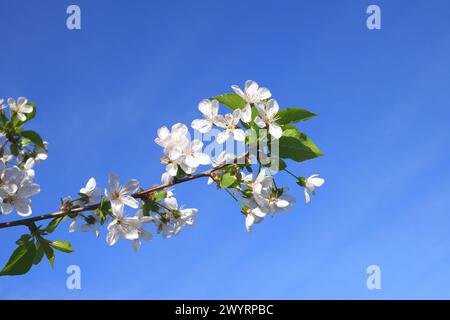 Blüte auf einem Sauerkirschbaum (Prunus cerasus), Komitat Pest, Ungarn Stockfoto