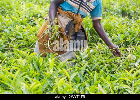 Eine Frau pflückt Teeblätter auf einem Feld. Die Blätter sind grün und die Frau trägt ein blaues Hemd Stockfoto