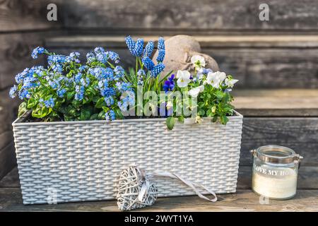 Weißer Blumenkasten mit blauen Vergesslichkeiten, Mini-Hyazinthen und Stiefmütterchen auf hölzernem Hintergrund. Stockfoto
