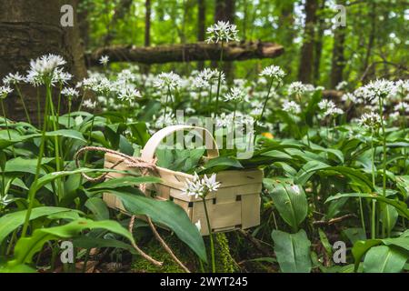 Frisch gepflückter wilder Knoblauch in einem Holzkorb im Wald. Frühlingskräuter. Vegane, gesunde Küche. Stockfoto
