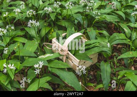Frisch gepflückter wilder Knoblauch in einem Holzkorb im Wald. Frühlingskräuter. Vegane, gesunde Küche. Stockfoto