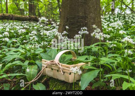 Frisch gepflückter wilder Knoblauch in einem Holzkorb im Wald. Frühlingskräuter. Vegane, gesunde Küche. Stockfoto