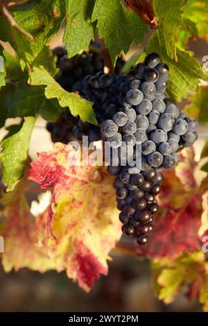 Tempranillo, Weinberge, Samaniego, Araba, Rioja Alavesa, Baskenland, Spanien. Stockfoto