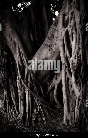 Eine Feige trägt Luftwurzeln, die von zwei Ästen hinunterragen, ein dunkles Schwarz-weiß-Bild mit dramatischem Licht auf einem Straßenbaum in Paddington, Sydney Stockfoto