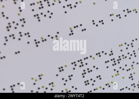 Text in BRAILLE-SCHRIFT auf weißer Oberfläche Stockfoto