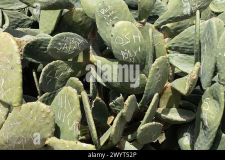 Close-up Graffitied Kaktuswerk in Zypern Stockfoto