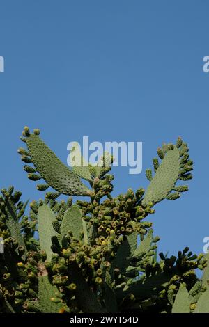 Breiter grüner Kakteen paddelt ihre Ränder mit floralen Schoten, nach der Blüte vor einem klaren blauen australischen Himmel, Royal Botanic Gardens Sydney Stockfoto