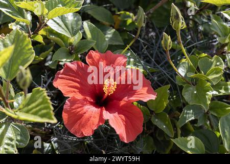 Hellroter Hibiskus in voller Blüte Stockfoto