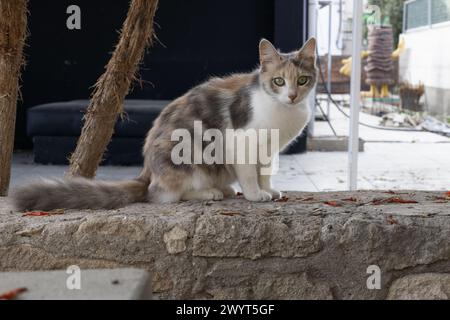 Verdünnen Sie Calico Cat auf einer Steinmauer Stockfoto