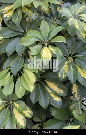 Lebendige Schefflera-Pflanze Mit Grünen Und Gelben Mustern. Stockfoto