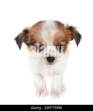 Little Chihuahua vor weißem Hintergrund Stockfoto