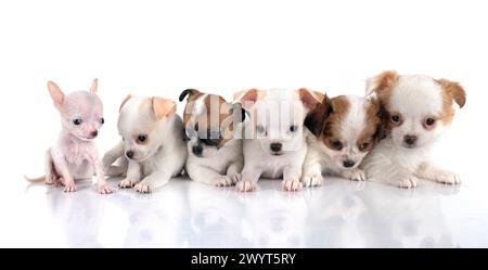 Wenig chihuahuas vor weißem Hintergrund Stockfoto